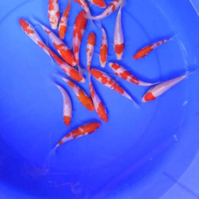 Kohaku10-12cm 10ekor