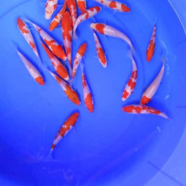 Kohaku10-12cm 10ekor