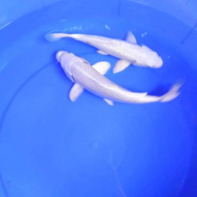 Platinum 2ekor.. 20-23cm