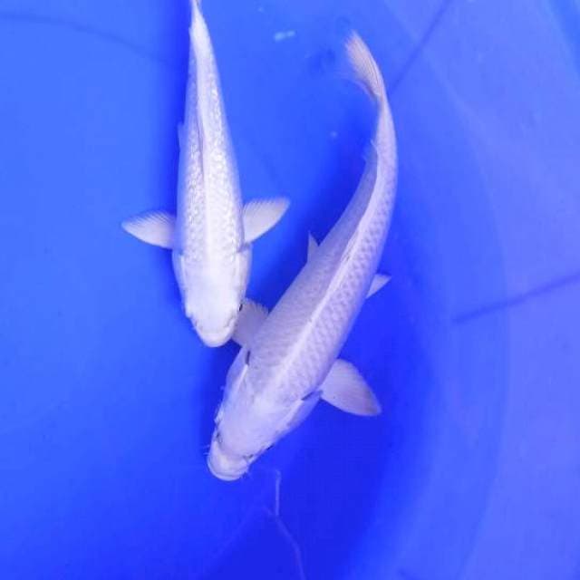 Platinum 2ekor.. 20-23cm