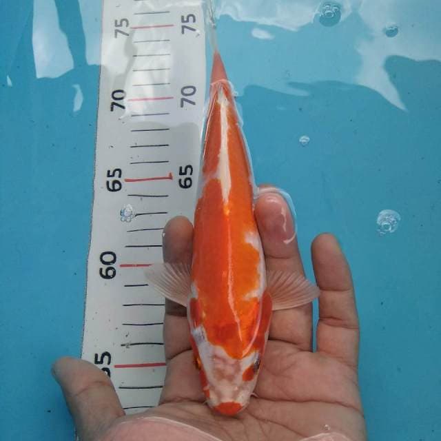 Kucibeni~21cm