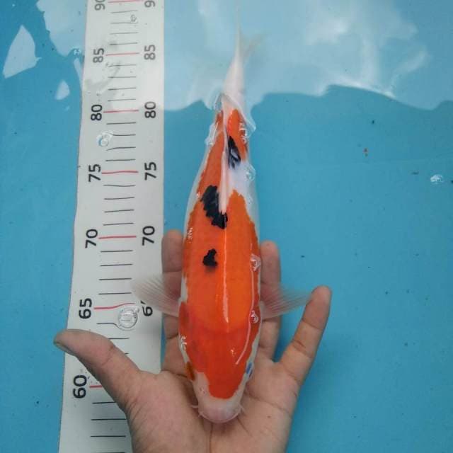 Sanke~30cm