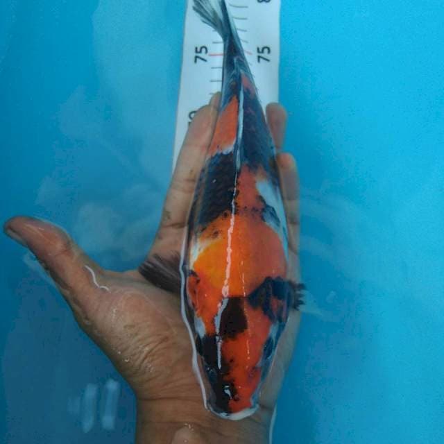 Showa~25cm