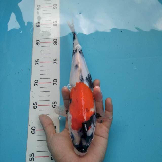 Showa~29cm