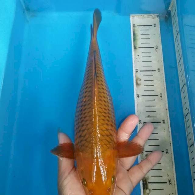 Chagoi tembaga