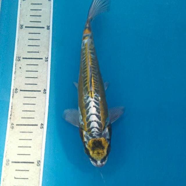 Maruten Kikokuryu, 24 cm