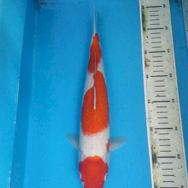 Kohaku