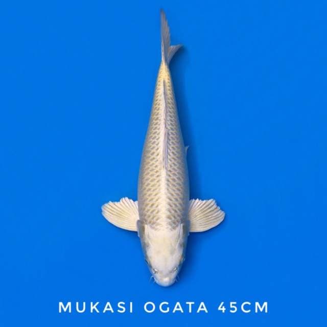 mukashi ogata sertifikat