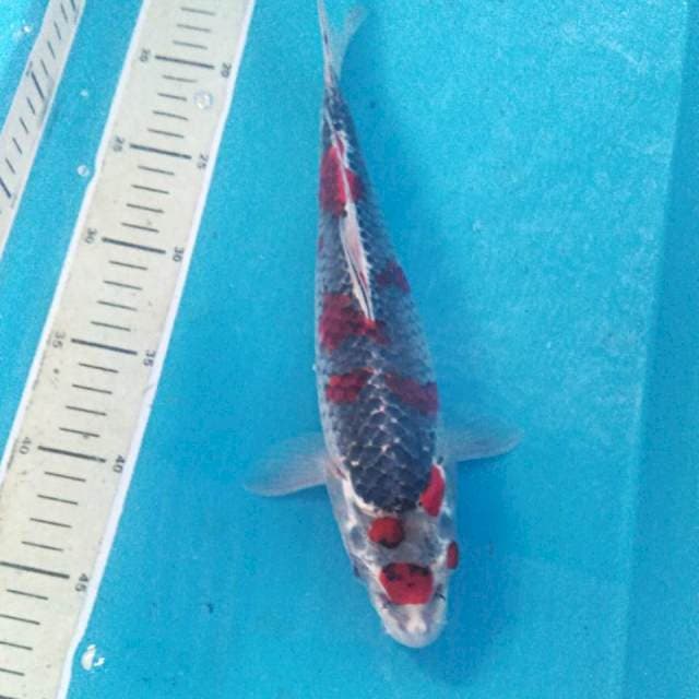 Goshiki, 31 cm
