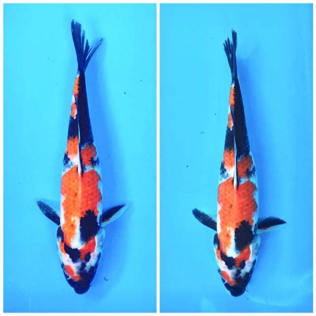 III. Showa thunder 25cm