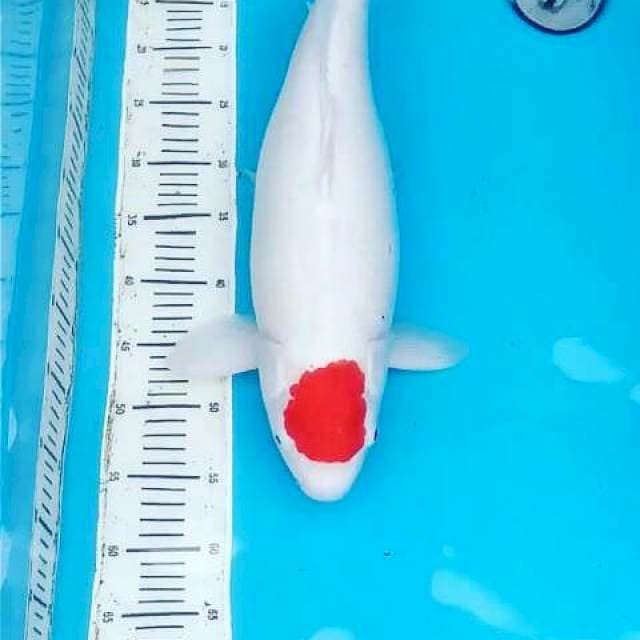 ORI 56cm