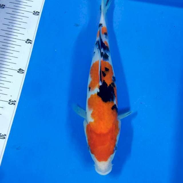 Sanke 27cm