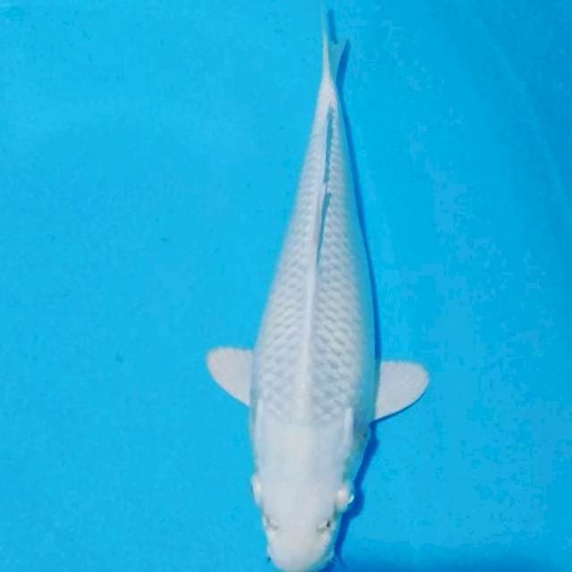 Platinum 24 cm