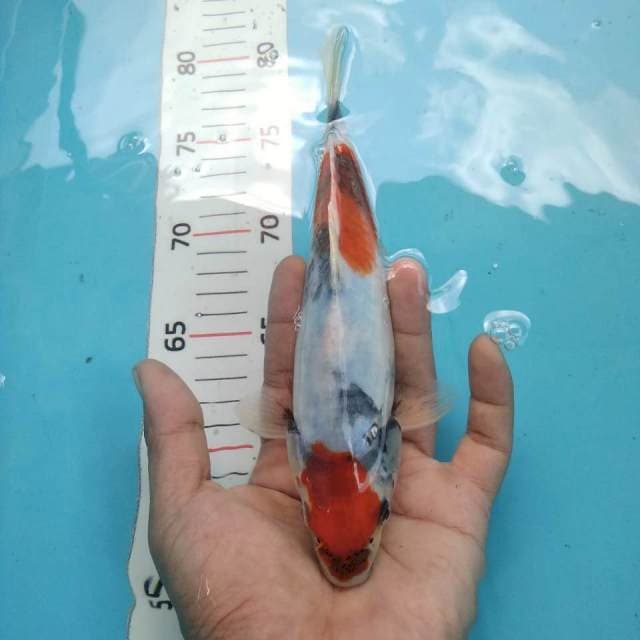 Maruten showa 23cm