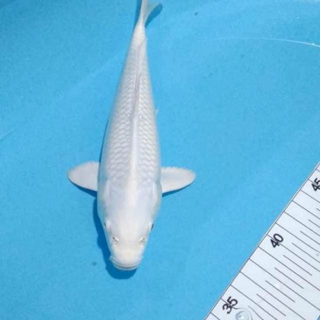 Platinum 23 cm