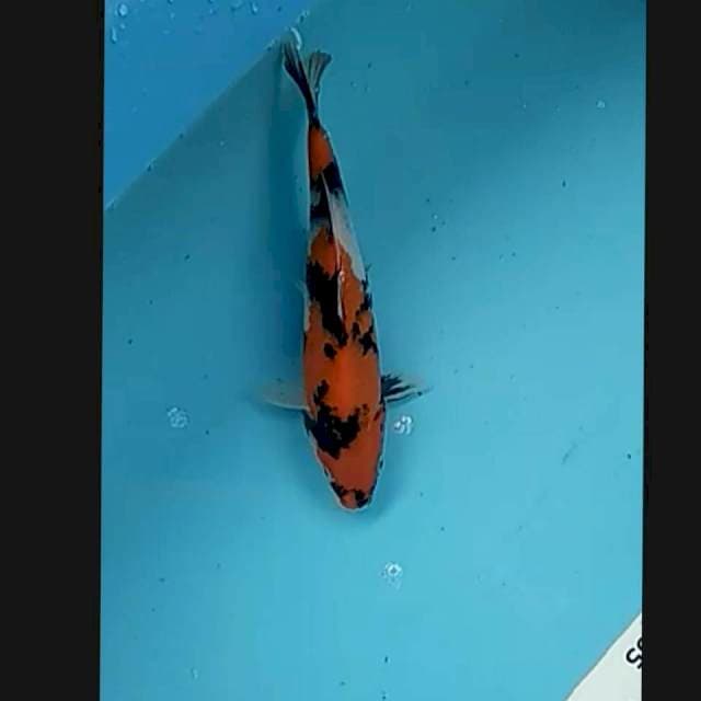 Showa 23cm