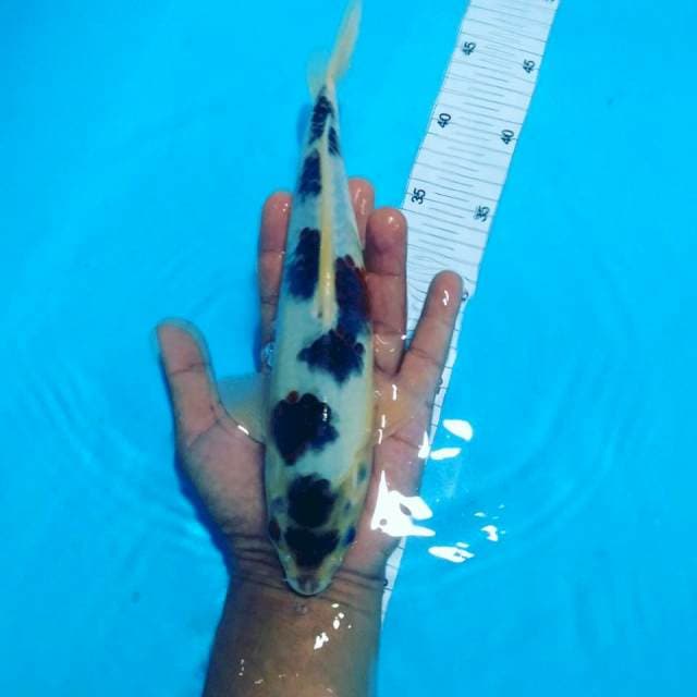 Goromo 27 cm male
