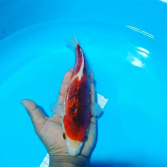 Ai goromo