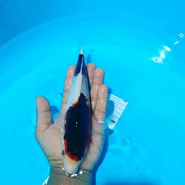 Goromo 26cm cm