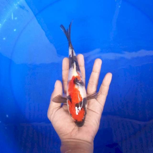 Showa Mini ±23cm