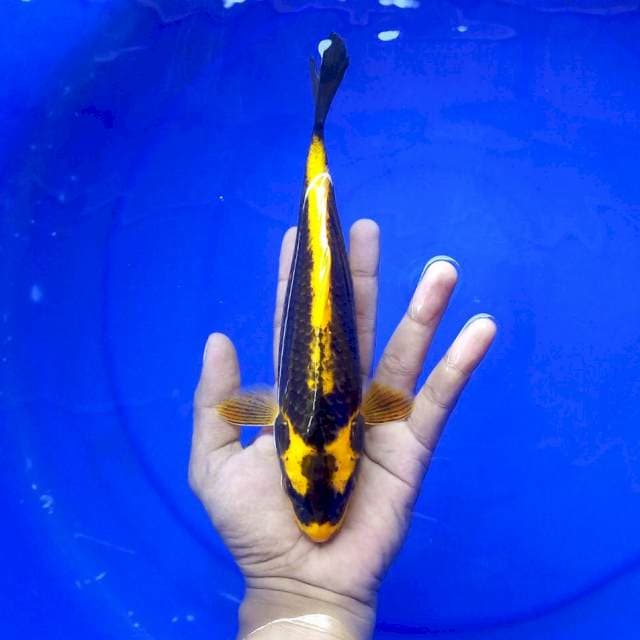 Kabuto Kuning ±25cm