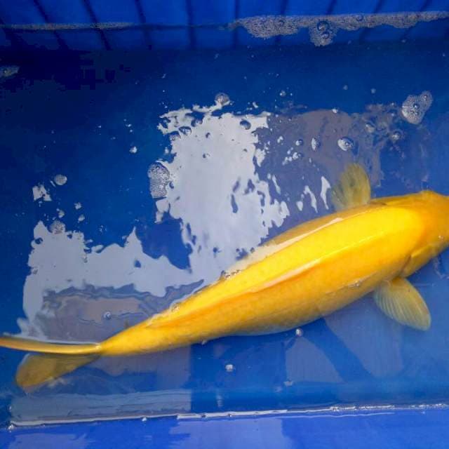 Karashi 55cm
