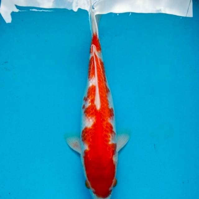 kohaku ginrin