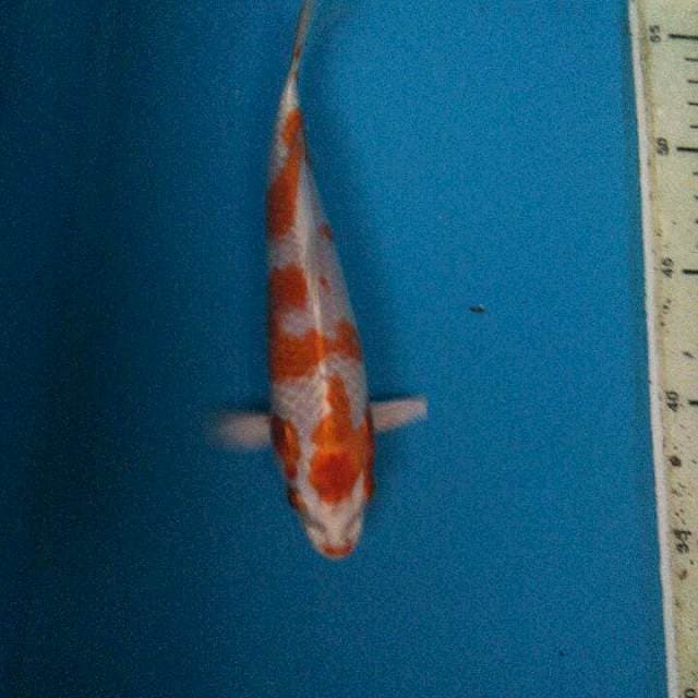 HARIWAKE SIMBOLIS 21CM