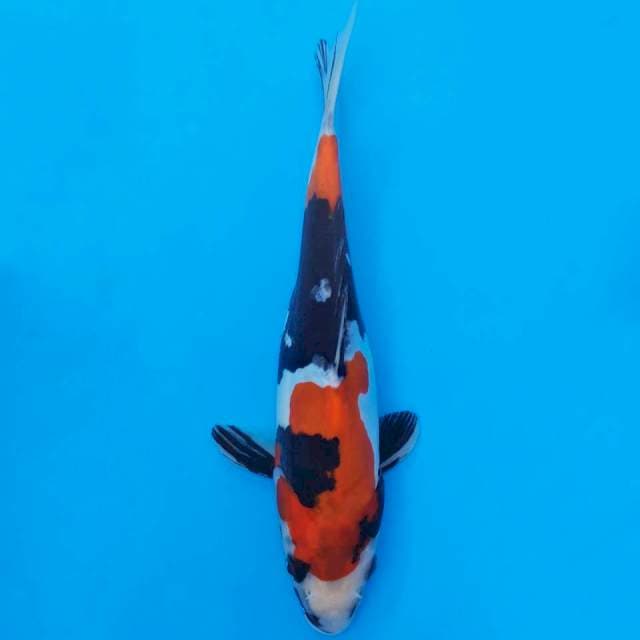 Doitsu showa 25cm