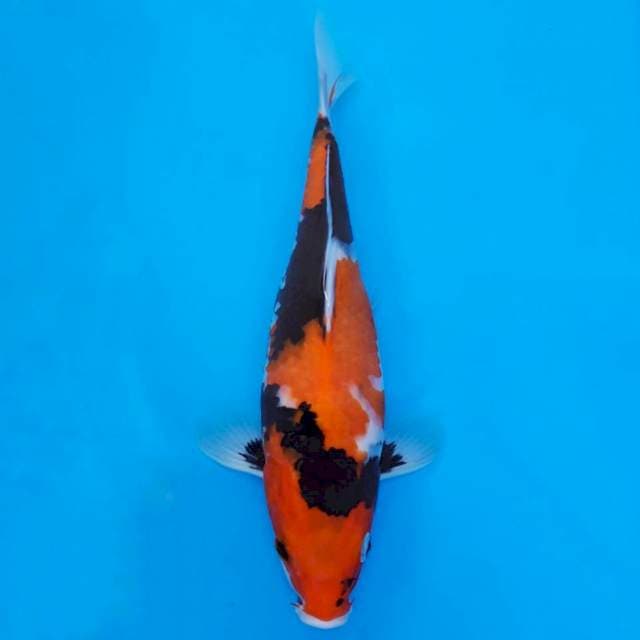 Showa 27cm
