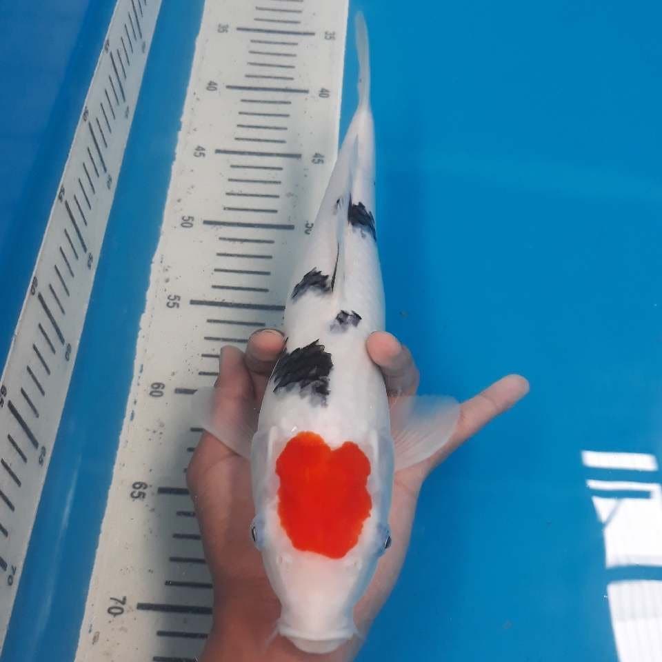 TANCHO SANKE (28cm)