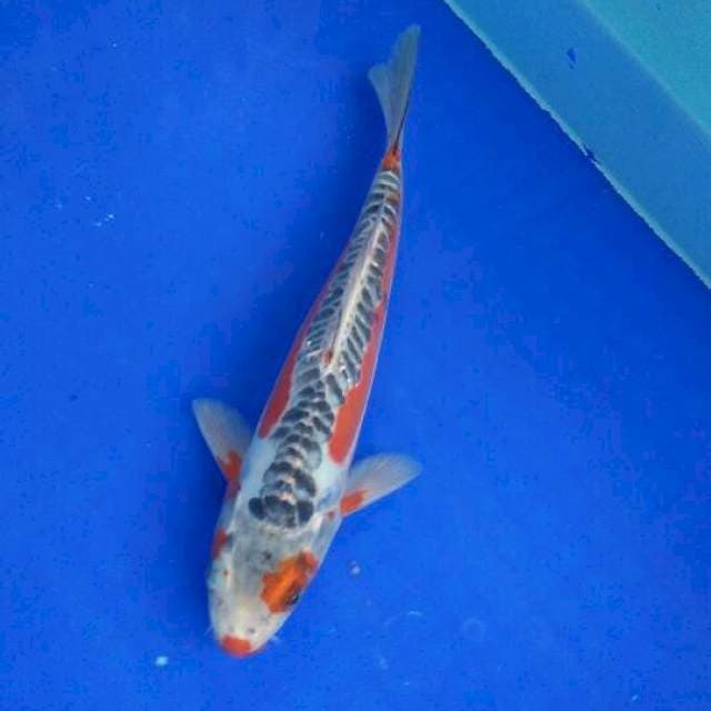 sushii 27cm male