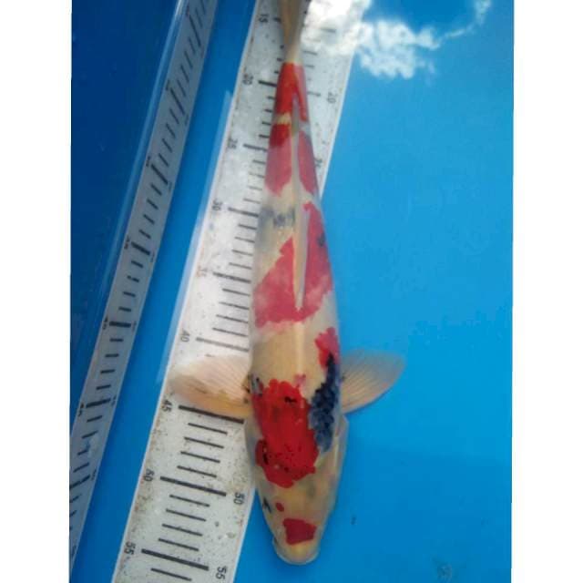 Showa 45cm