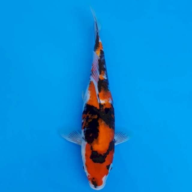 Showa 28cm