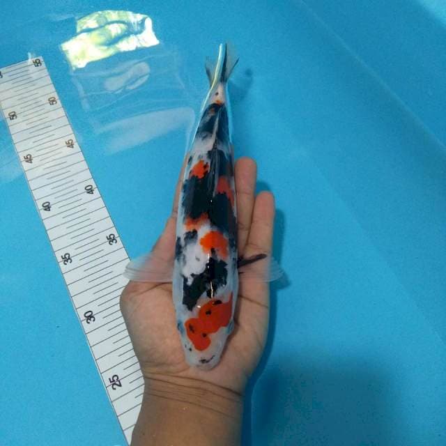 Showa 26 cm