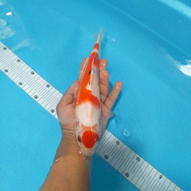 Maruten sanke 28cm