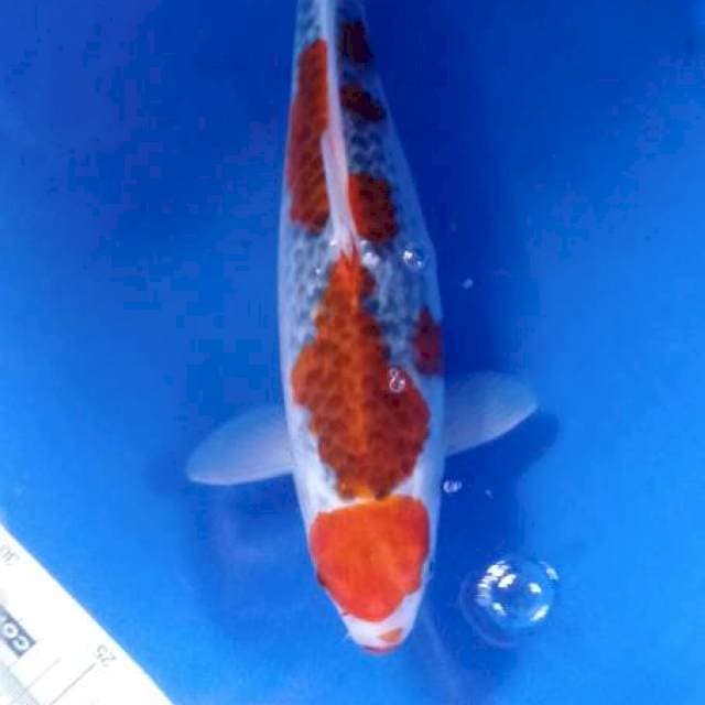Maruten ghosiki