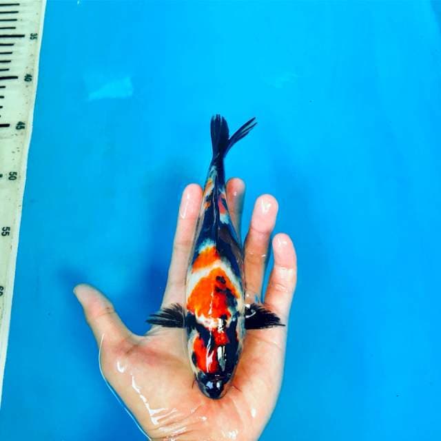 I. Maruten showa blackjack 21cm