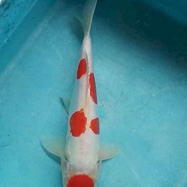 Maruten doitsu kohaku cating kering