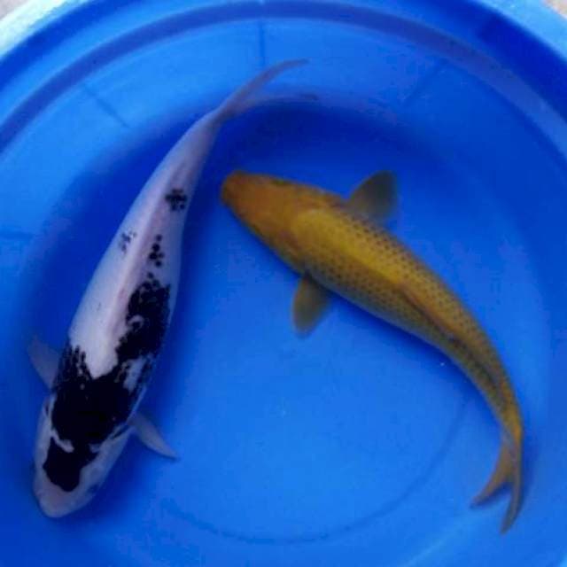 31&33cm