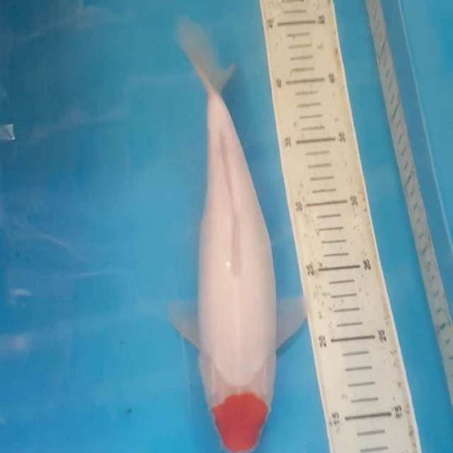 Tancho Kohaku 31 cm