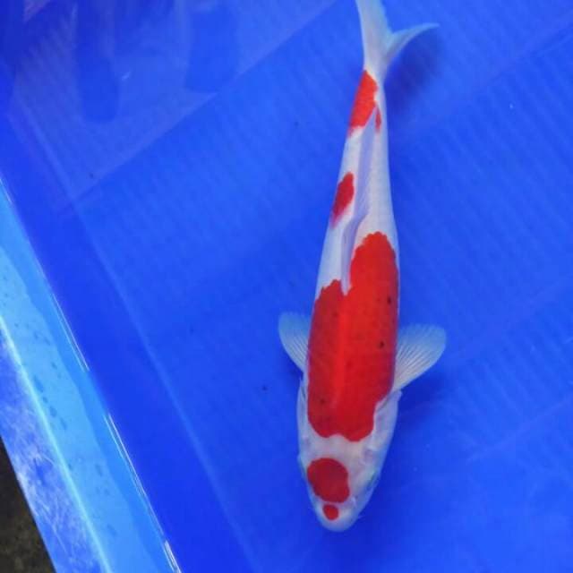 Kohaku