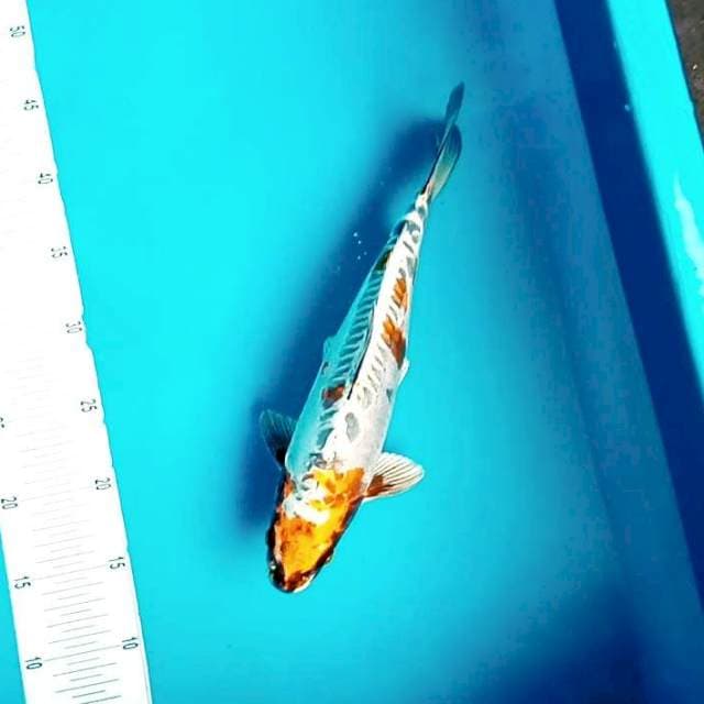 3. Kiko Medium || 31 cm