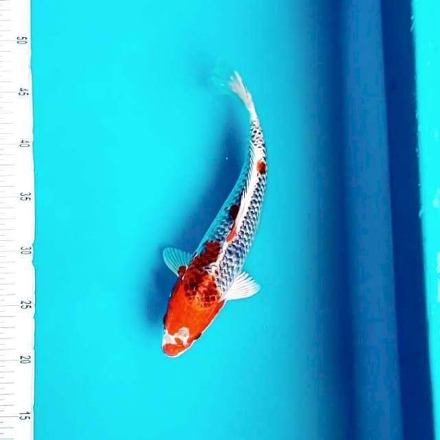 4. Kujaku Mantap || 28 cm