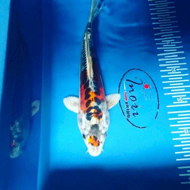 Kikko 26cm