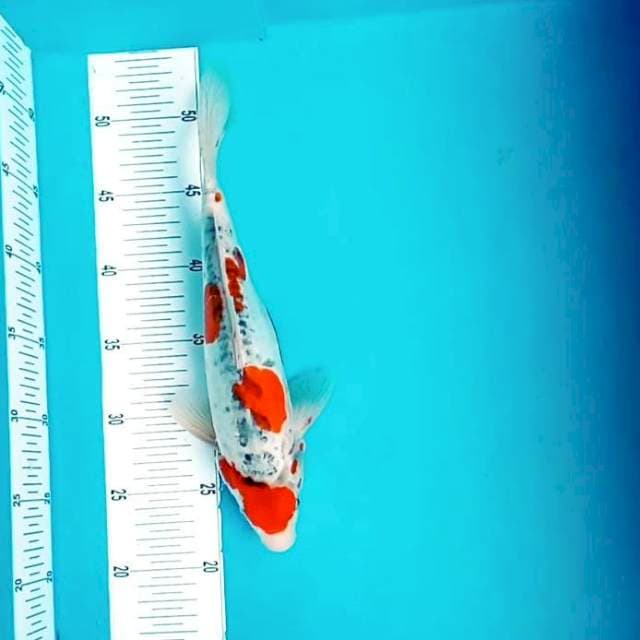 5. Kiko || 32 cm