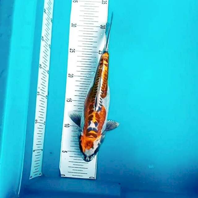 6. Kiko Modern || 30 cm