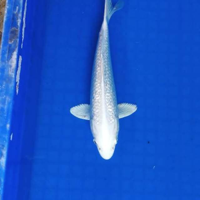 Platinum ginrin bersih