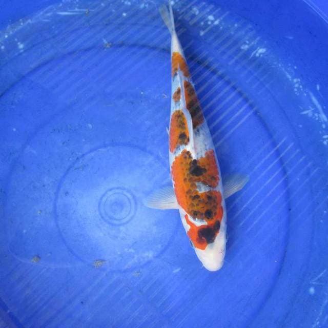 Goshiki ±33cm