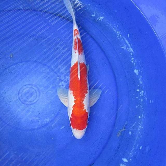 Kohaku ±32cm